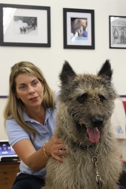 CCAT - Certified Companion Animal Rehabilitation Therapist Program with Deborah Gross Torraca