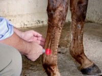 Laser Therapy Principles for the Equine Athlete-0