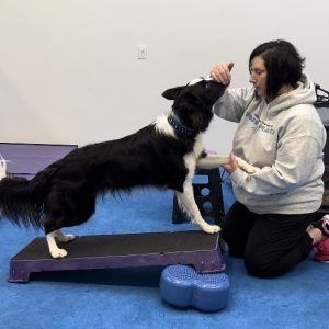 Certified Canine Strength and Conditioning Coach – (CSCC III – Case Studies)