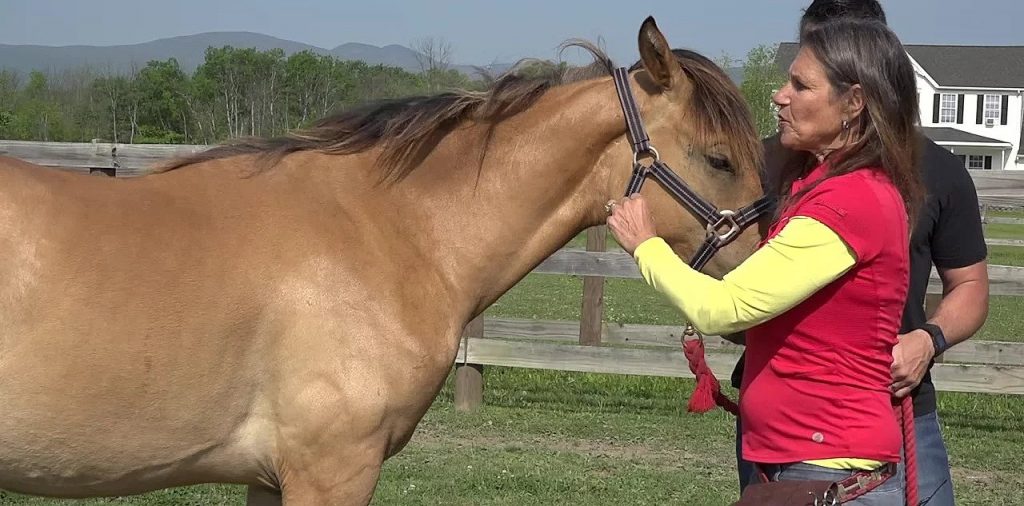 Equine Kinesiology Taping Course