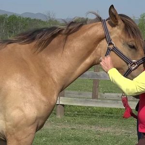 Equine Kinesiology Taping Course II – (HANDS-ON LAB) – May 18, 2024, Raleigh, NC