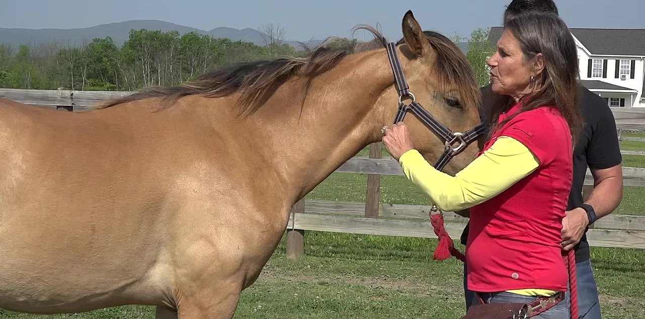 Equine Kinesiology Taping Course