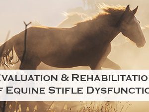 Evaluation & Rehabilitation of Equine Stifle Dysfunction