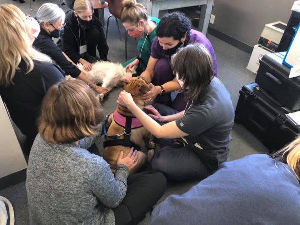 Certified Small Animal Myofascial Practitioner course