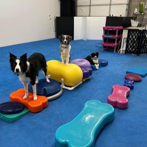 Certified Canine Strength and Conditioning Coach (CSCC II Hands-on Labs, LIVE IN PERSON Only) – March 15-17, 2024, Raleigh, NC