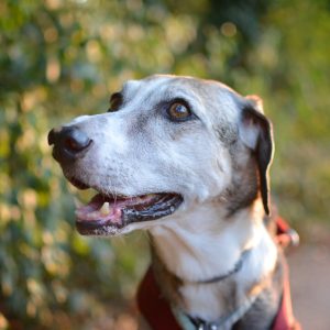 Canine Arthritis Management Practitioner – (CAMP) Online Program
