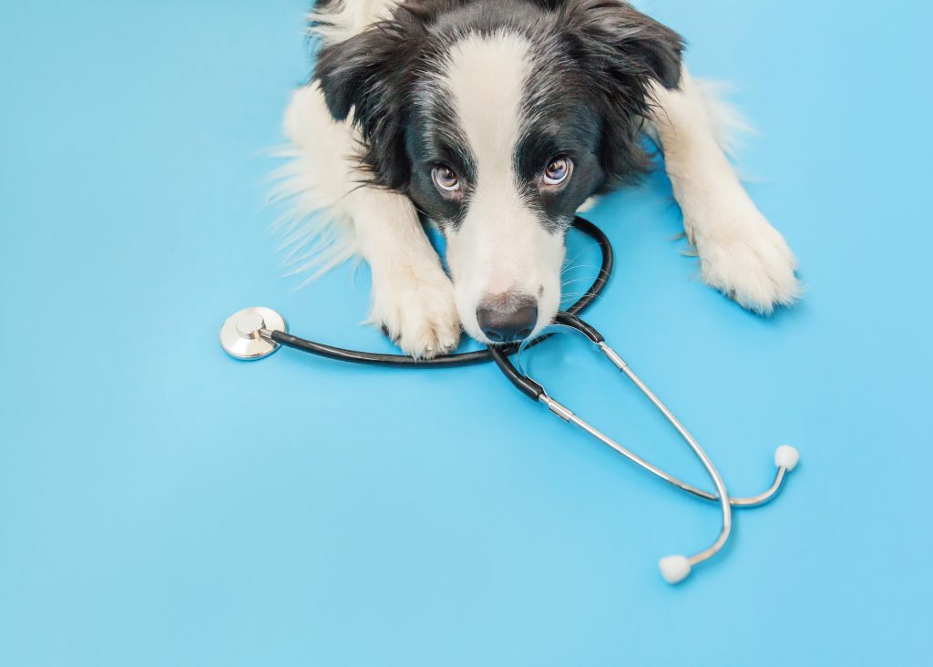 Canine Arthritis Management Practitioner