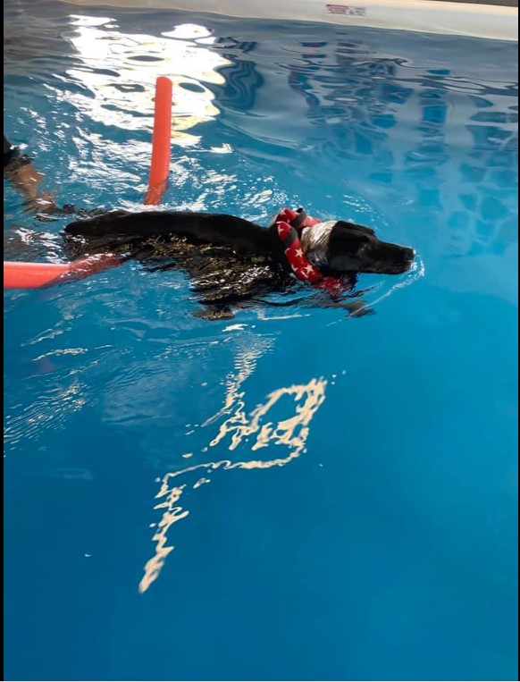 Principles of Hydrotherapy Online Course - Image 4