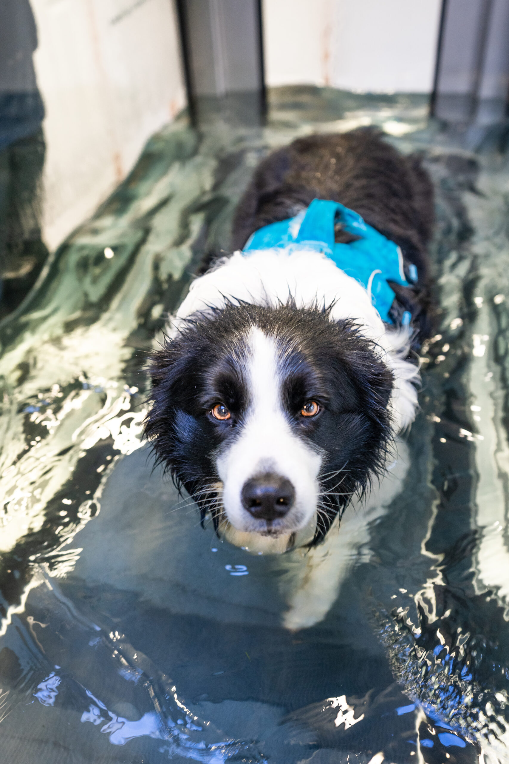 Principles of Hydrotherapy Online Course - Image 2