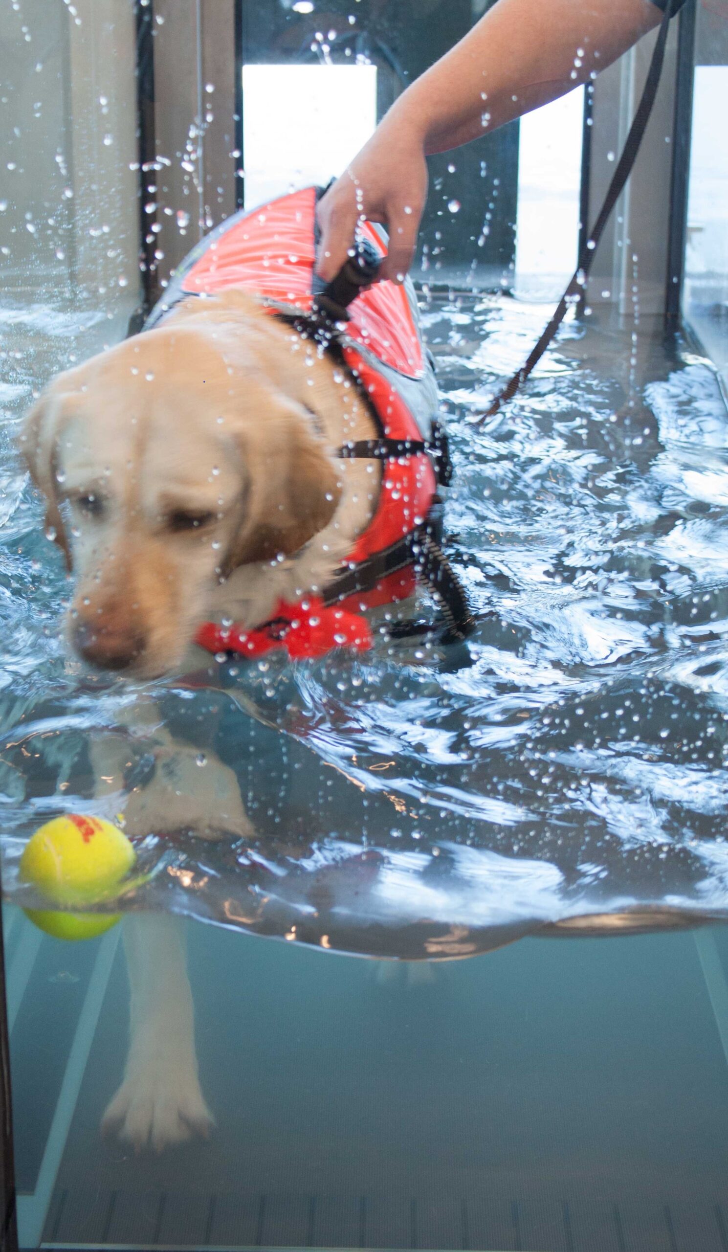 Principles of Hydrotherapy Online Course - Image 3