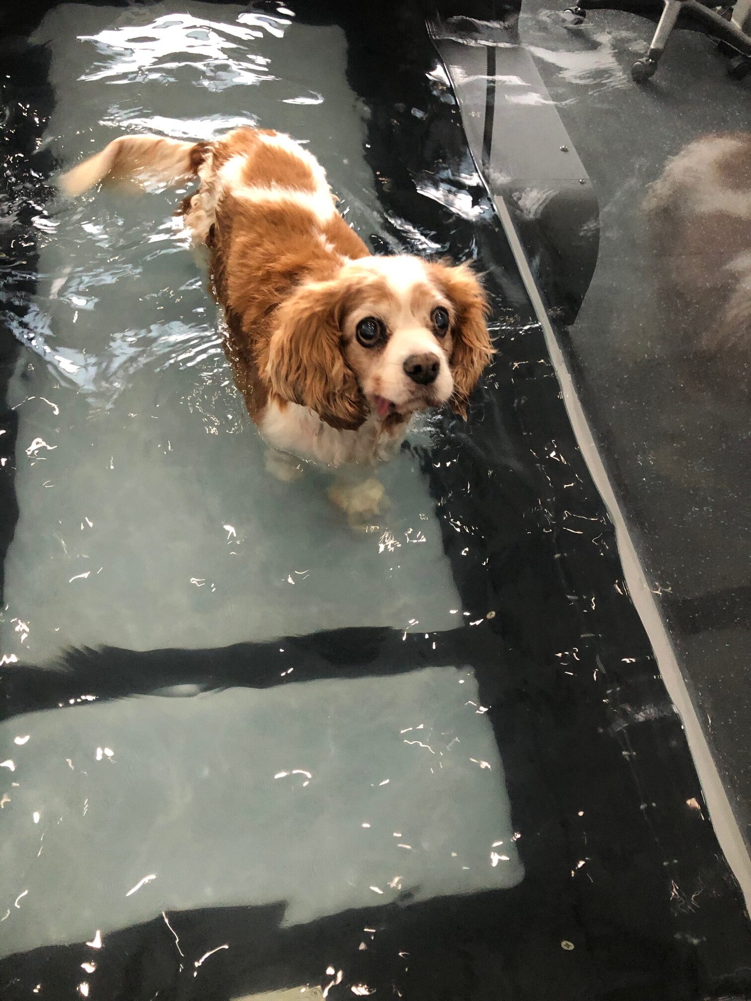 Principles of Hydrotherapy Online Course - Image 5
