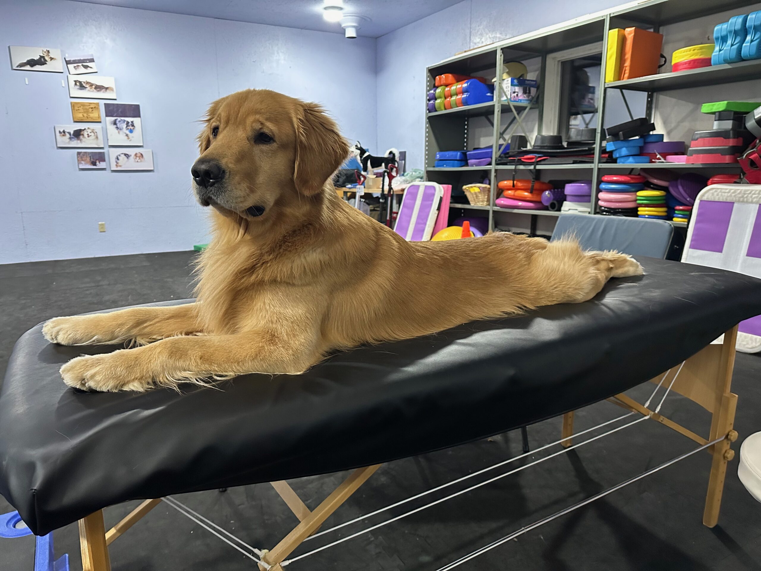 Canine Massage I: Online Lecture - Image 6