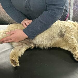 Canine Massage I: Online Lecture
