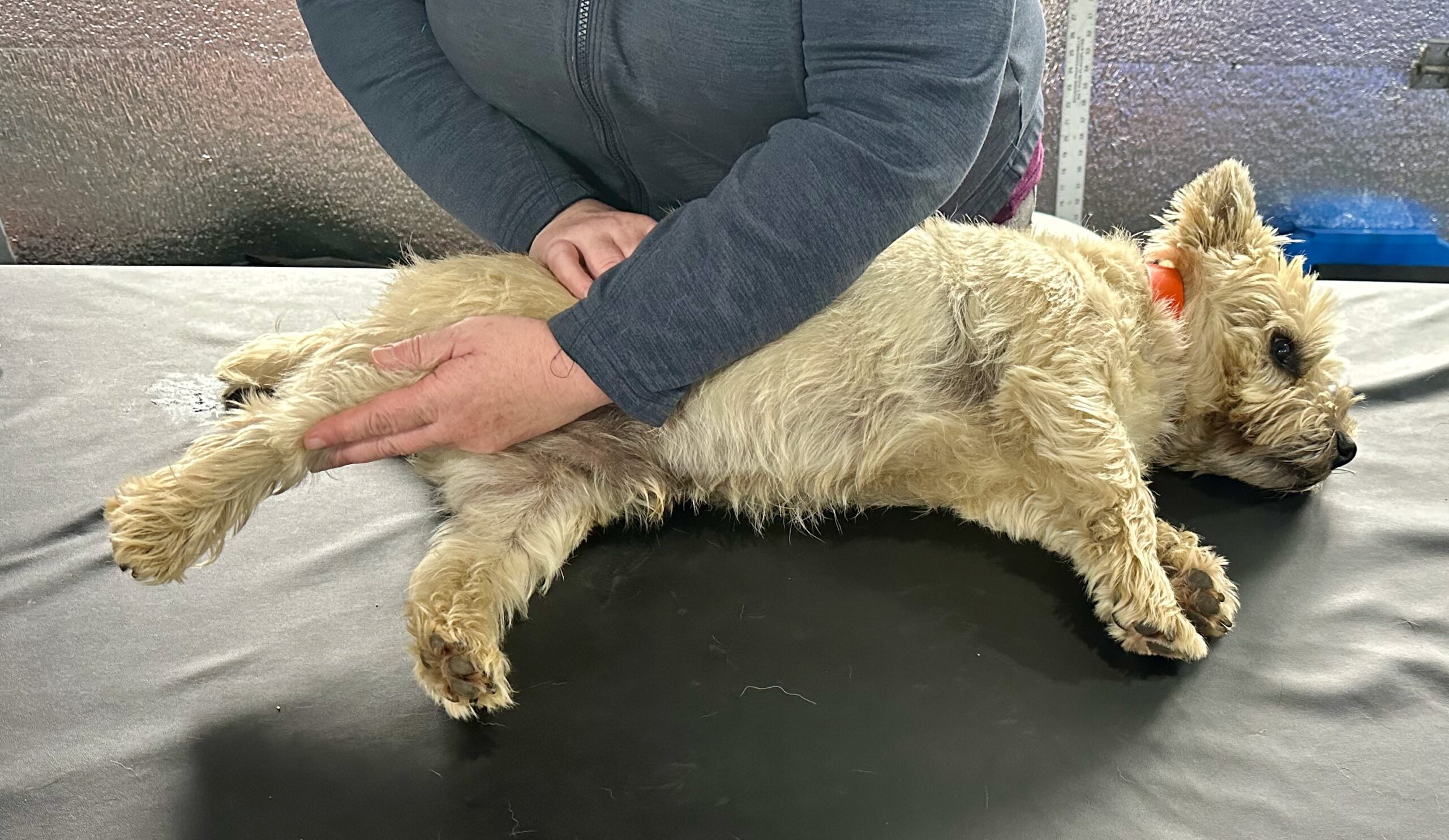 Canine Massage I: Online Lecture