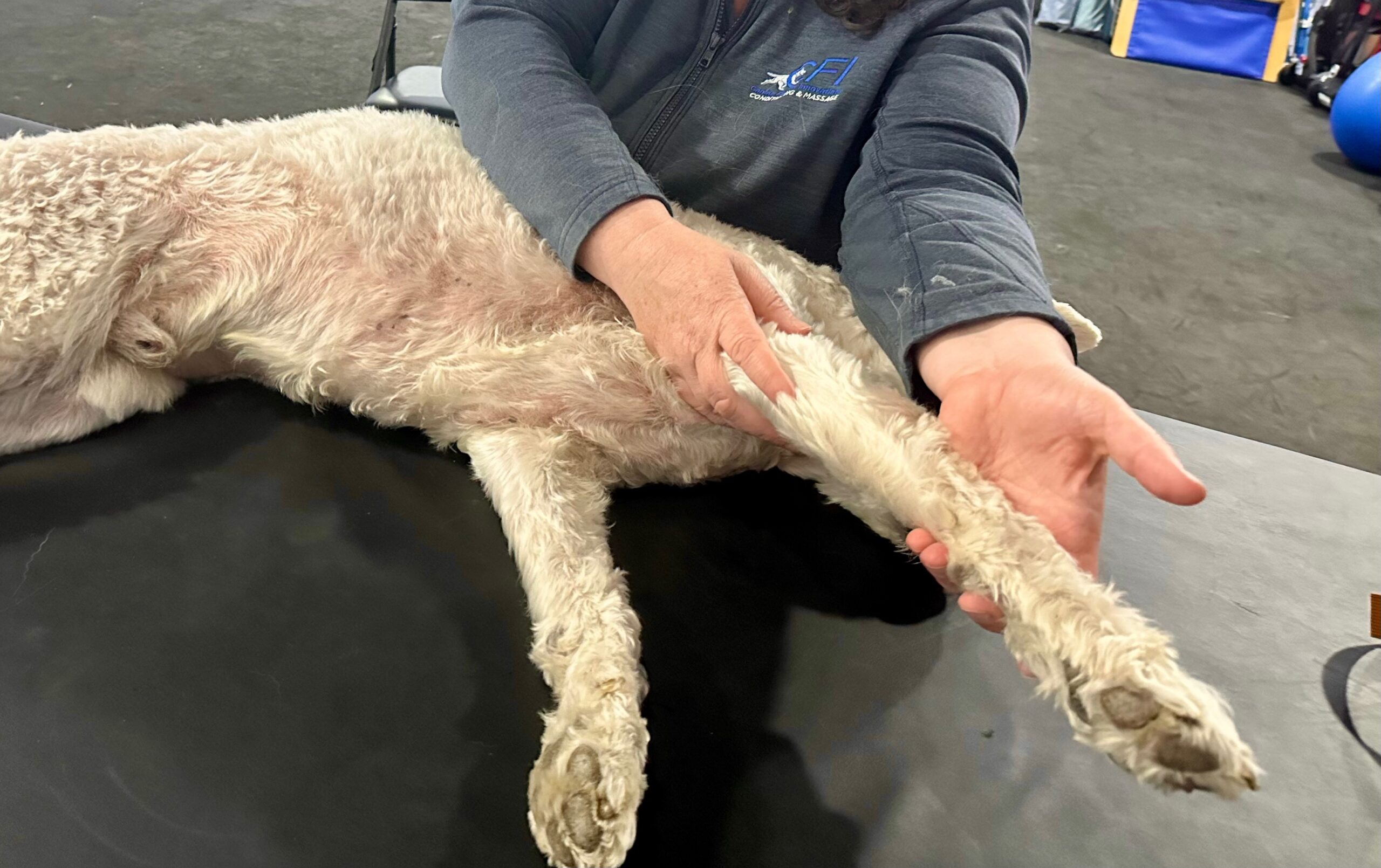 Canine Massage I: Online Lecture - Image 5