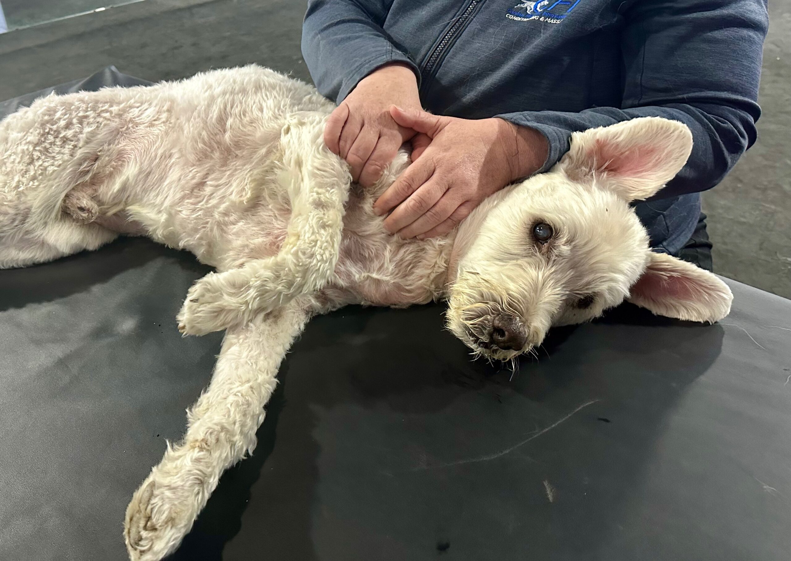 Canine Massage I: Online Lecture - Image 4