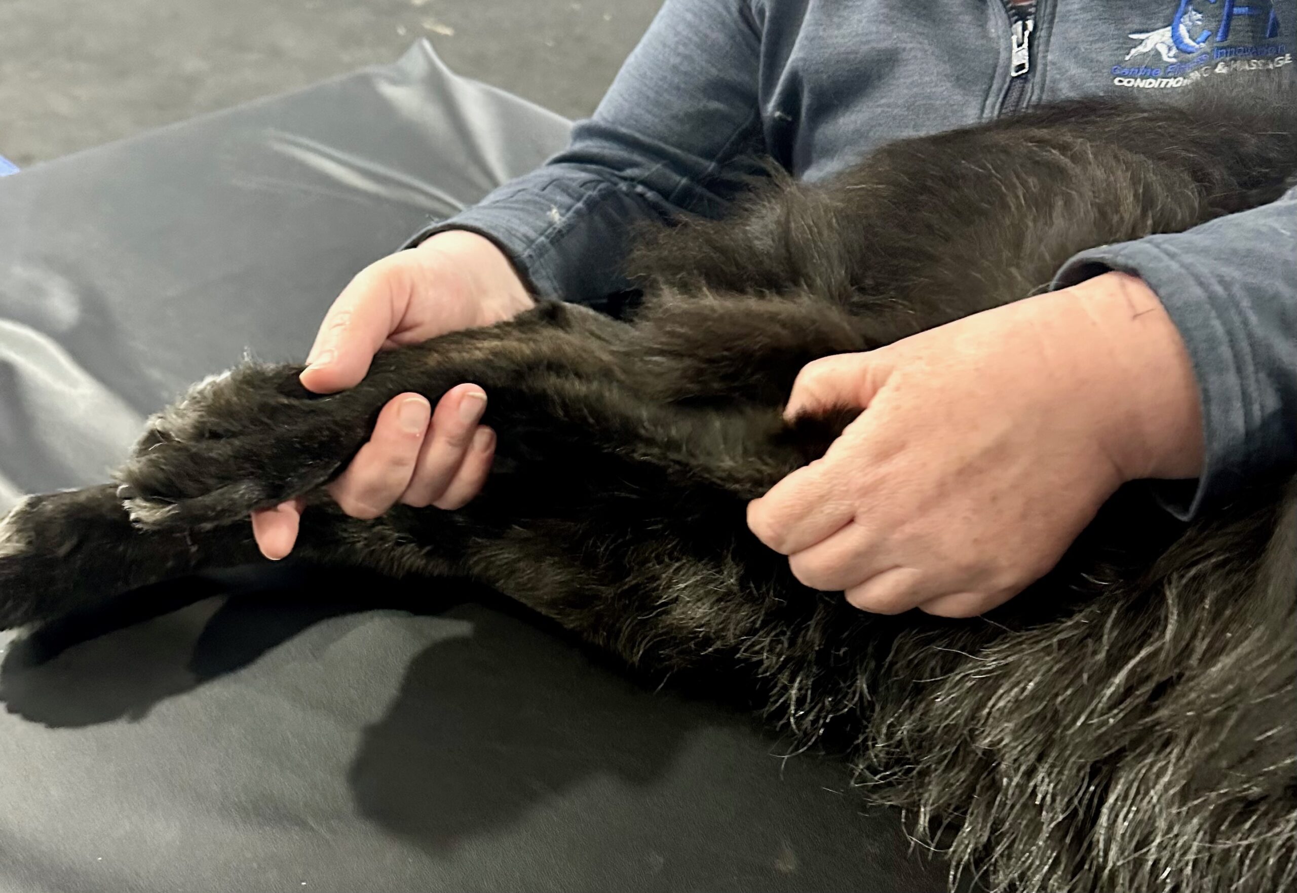 Canine Massage I: Online Lecture - Image 3