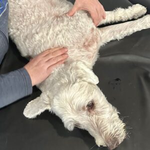 Canine Massage I: Online Lecture