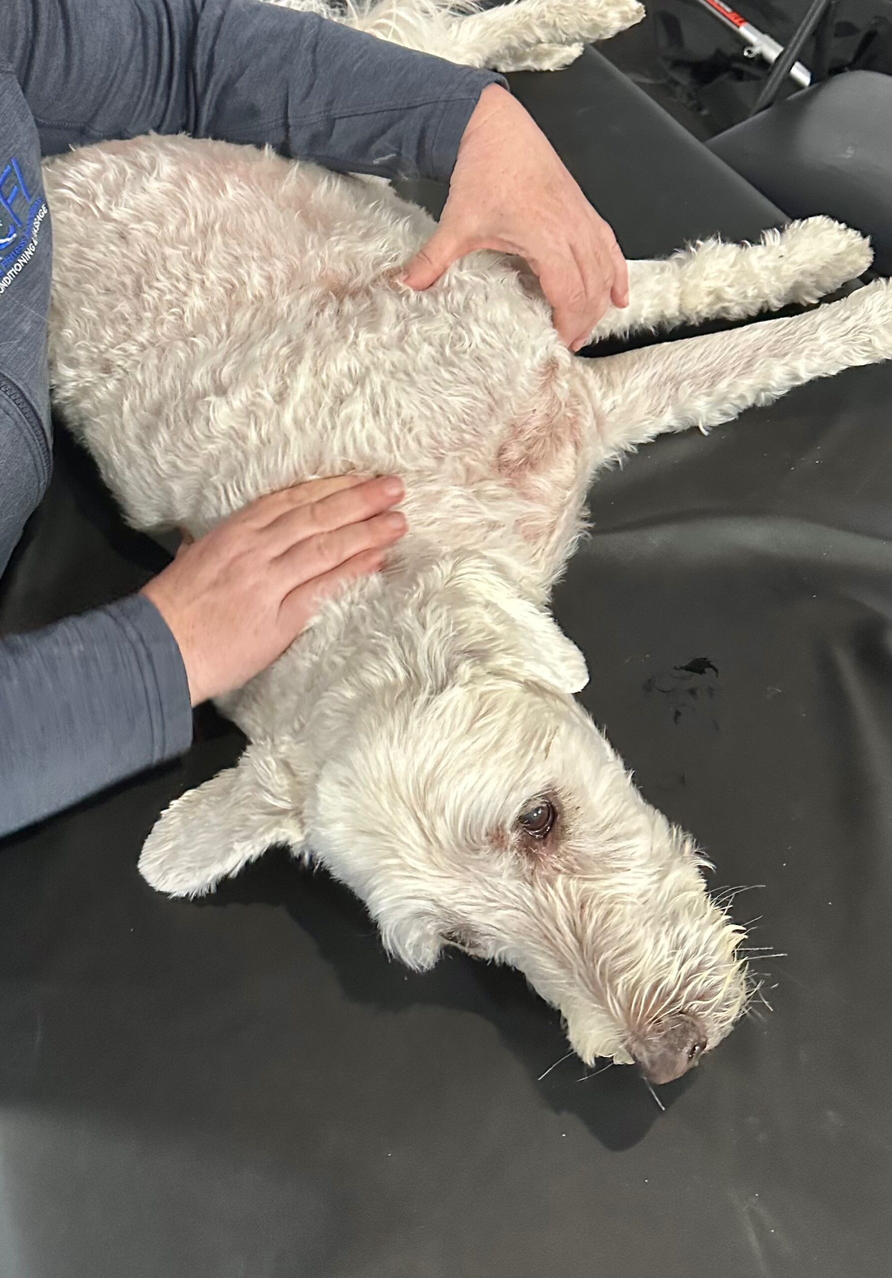 Canine Massage I: Online Lecture - Image 2