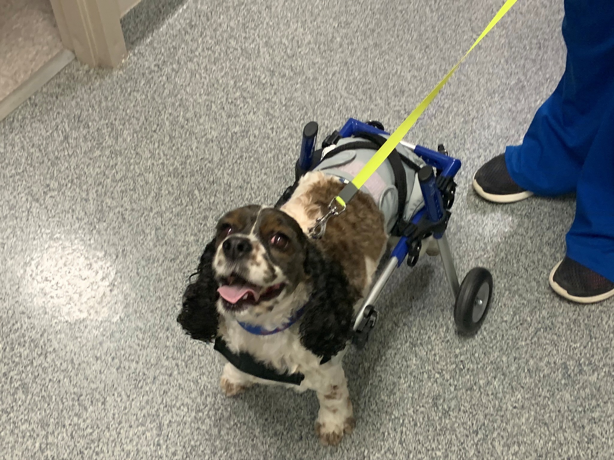 Neurology in Veterinary Rehabilitation - Image 2